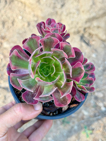 Aeonium Médusa 01