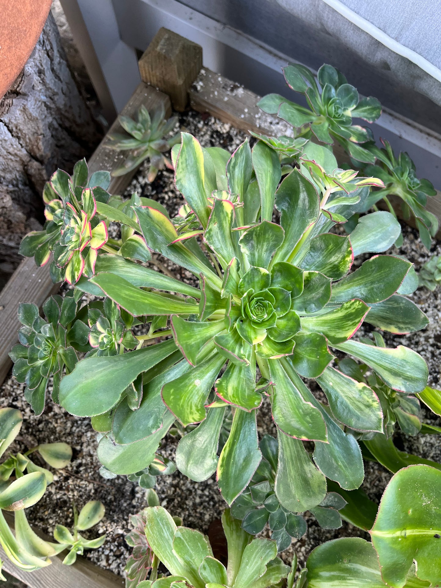 Red edge variegata