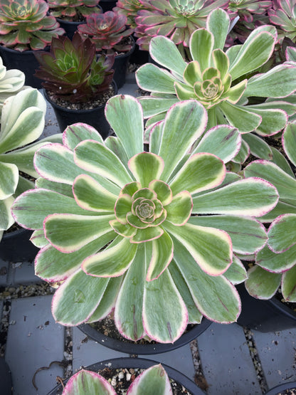 Rubrolineatum variegata