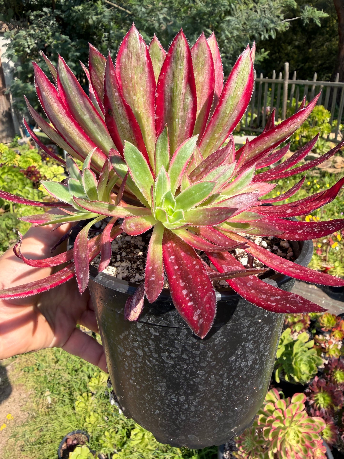 Aeonium Peacock