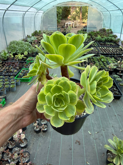 Aeonium Green Lemon