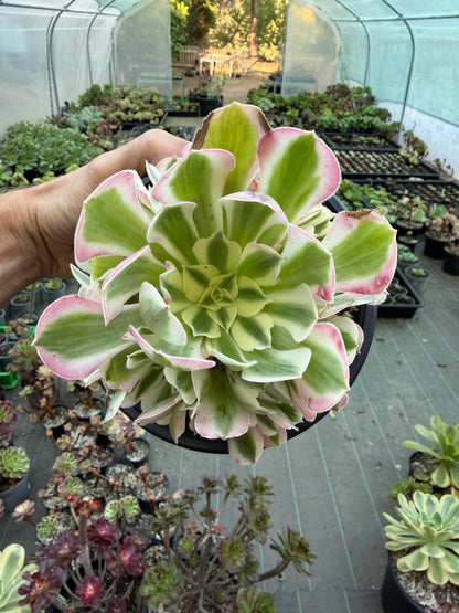Aeonium Pink Witch 04