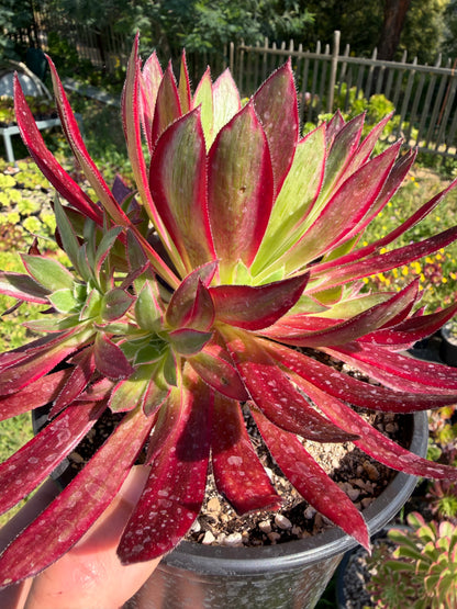 Aeonium Peacock