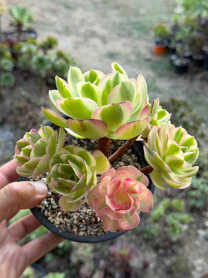 Aeonium Pink Witch 02