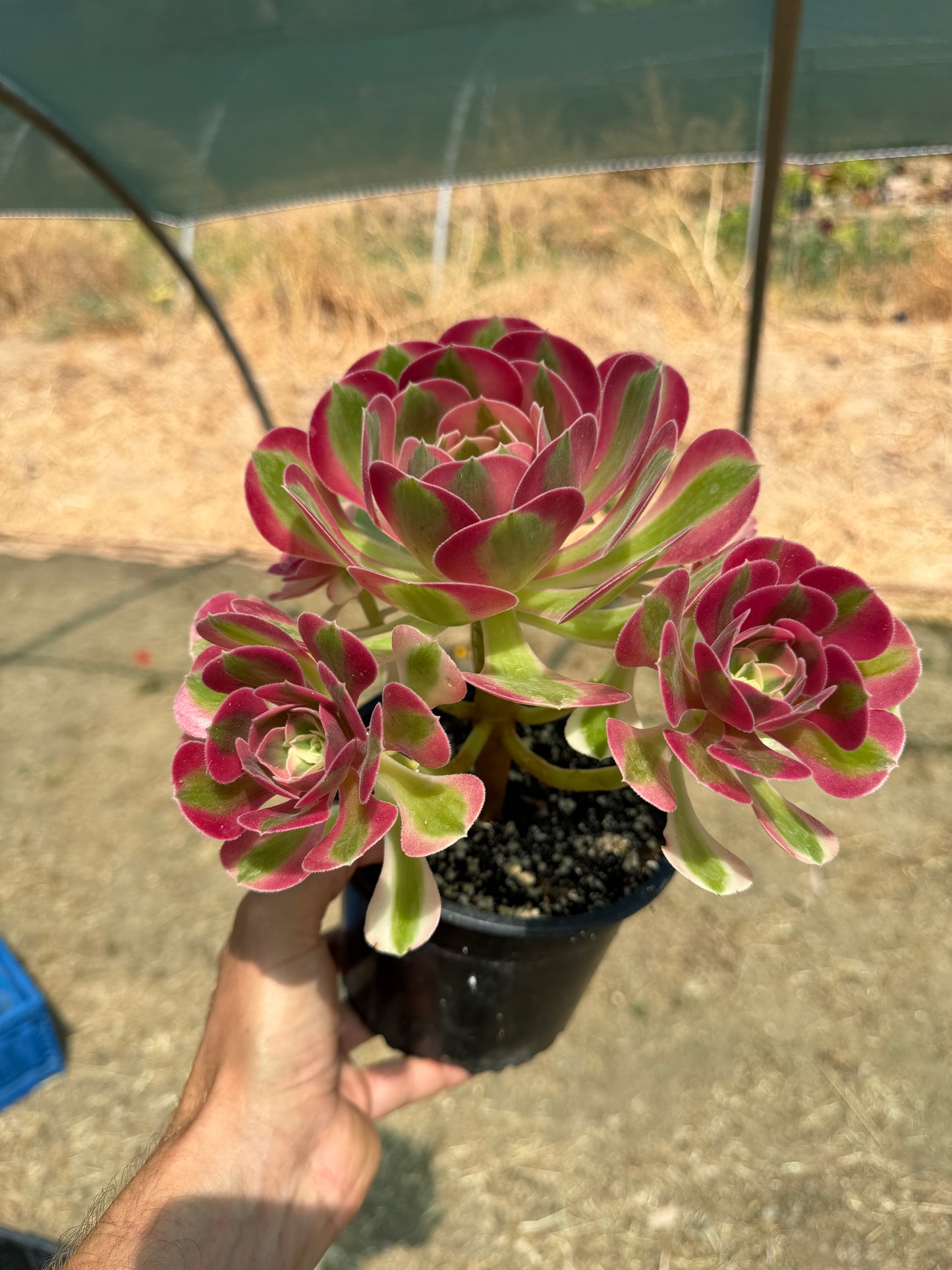 Aeonium Pink Witch 02