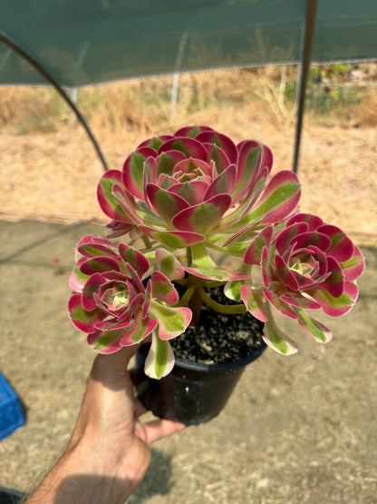 Aeonium Pink Witch 02