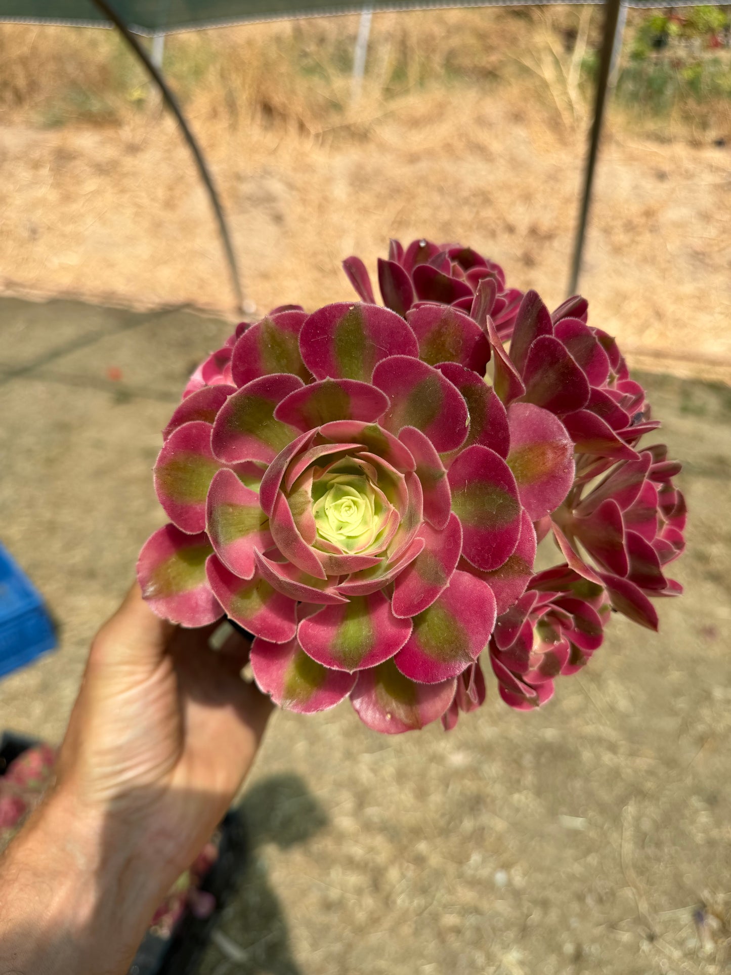 Aeonium Pink Witch 03