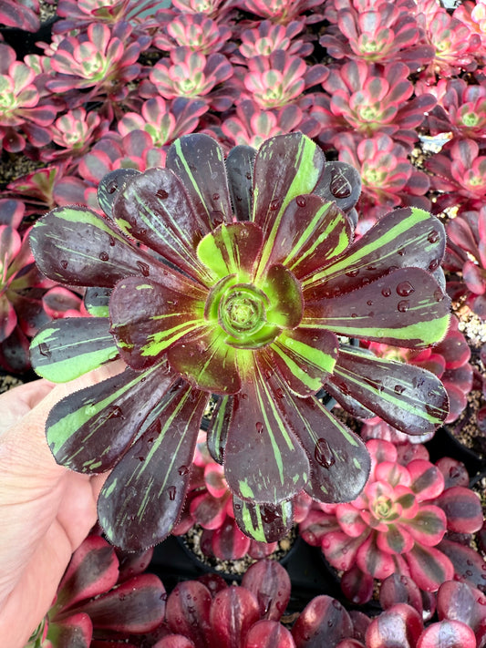 Zwartkop big bang
