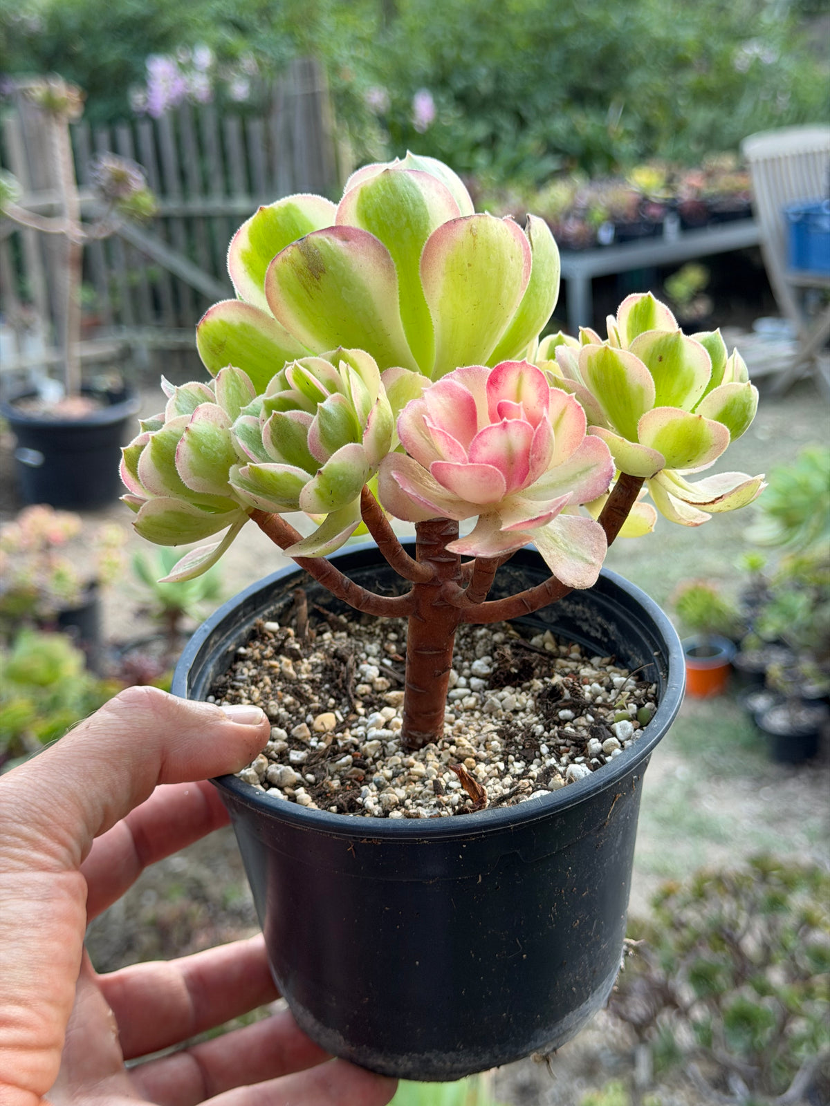 Aeonium Pink Witch 02