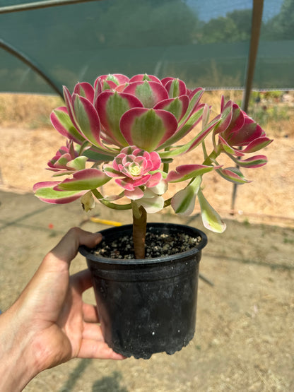 Aeonium Pink Witch 02