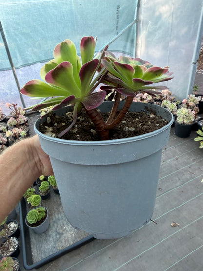Aeonium Médusa
