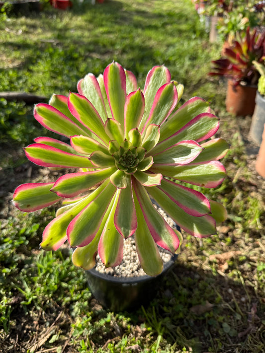 Pink clouds
