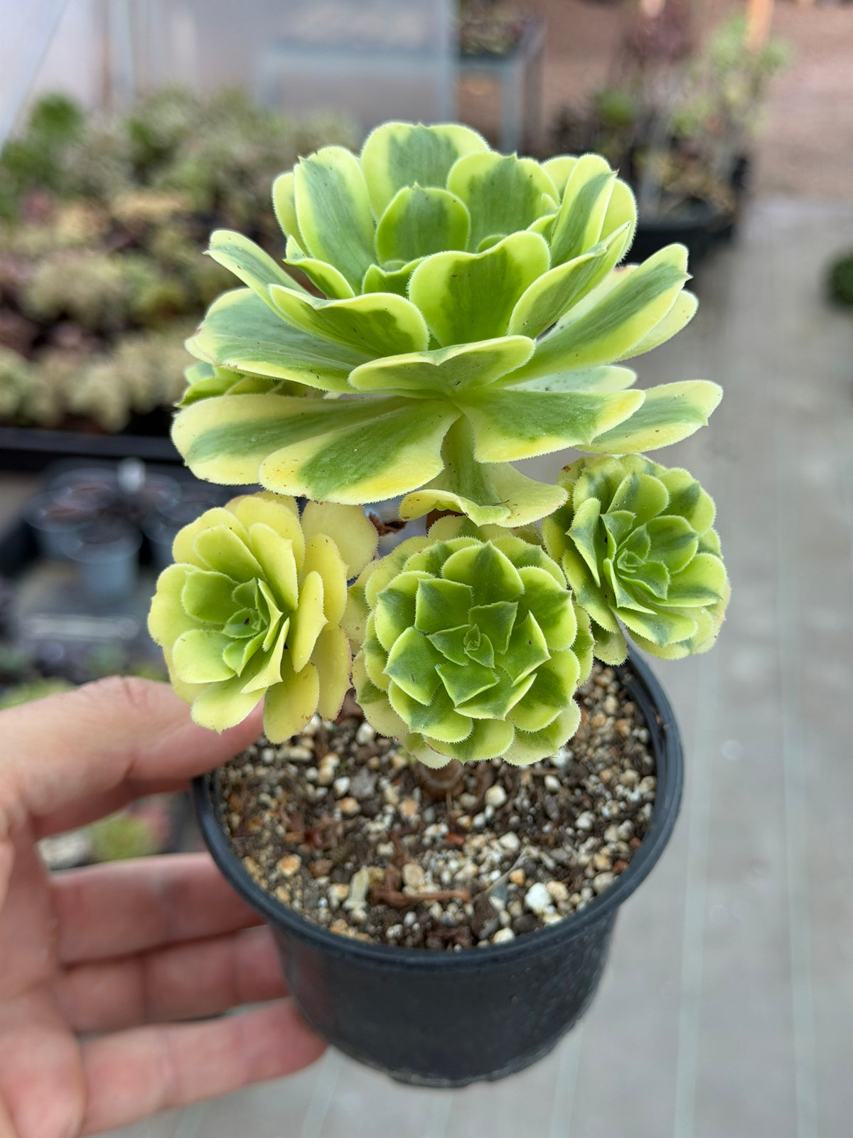 Aeonium Gold Emerald 02