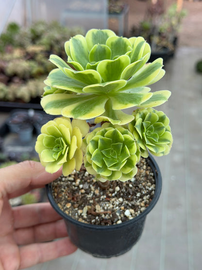 Aeonium Gold Emerald 02