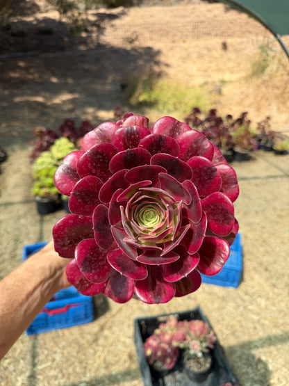 Aeonium Médusa 01