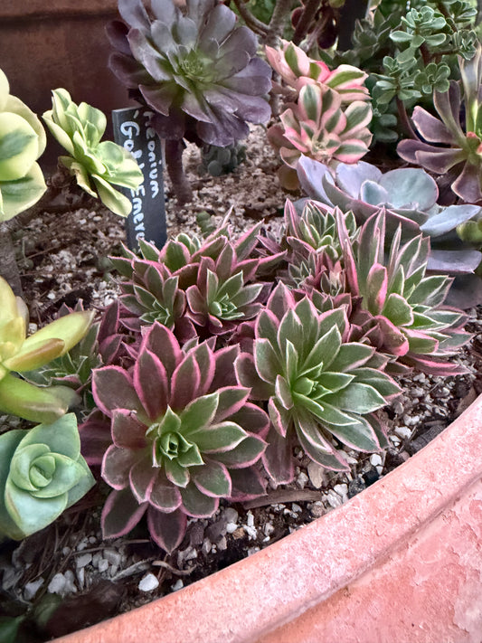 Phœnix Flame Variegata