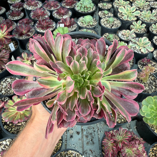 Médusa cristé 02