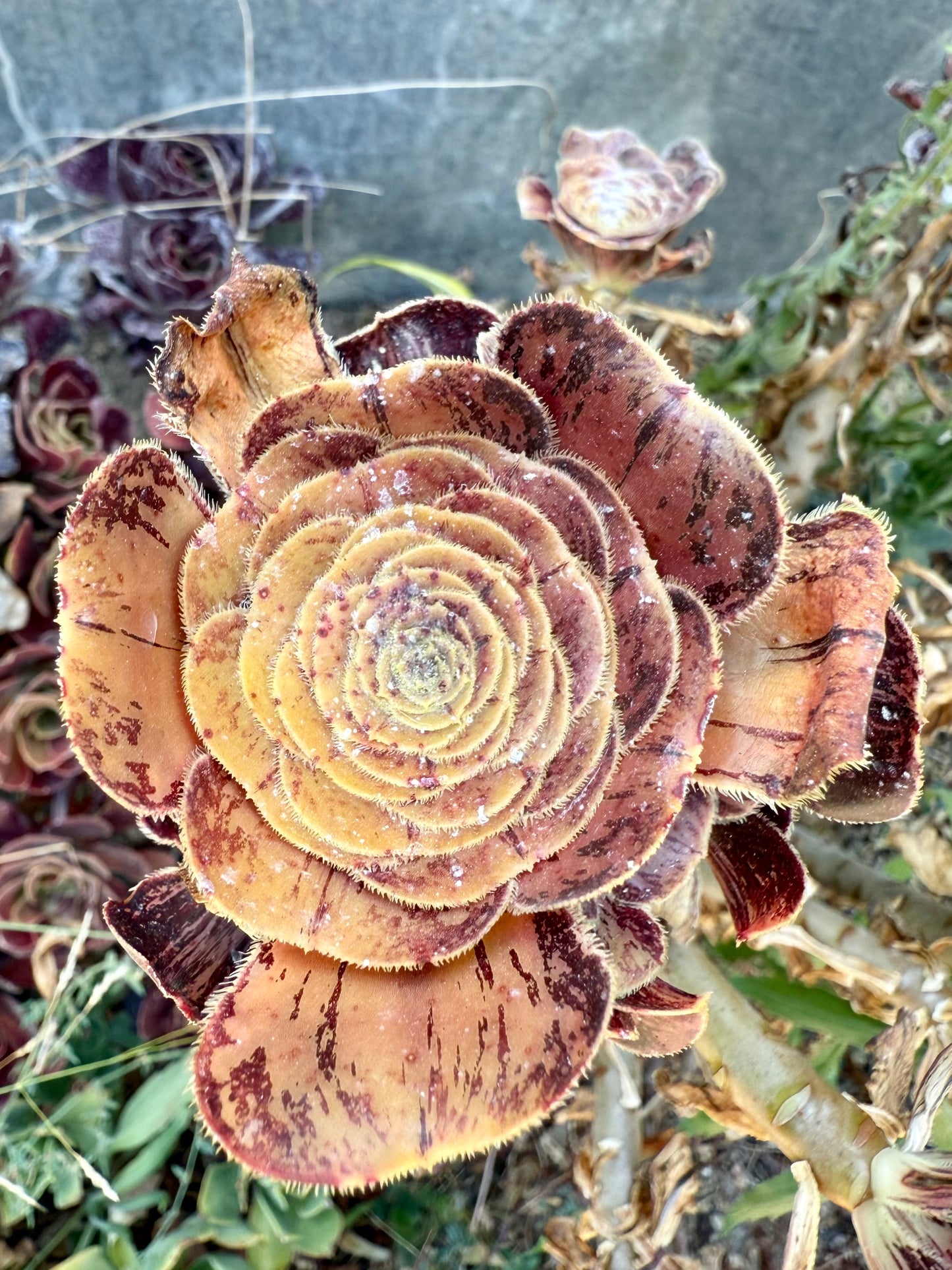 Rubrolineatum
