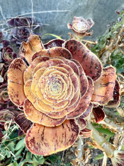 Rubrolineatum