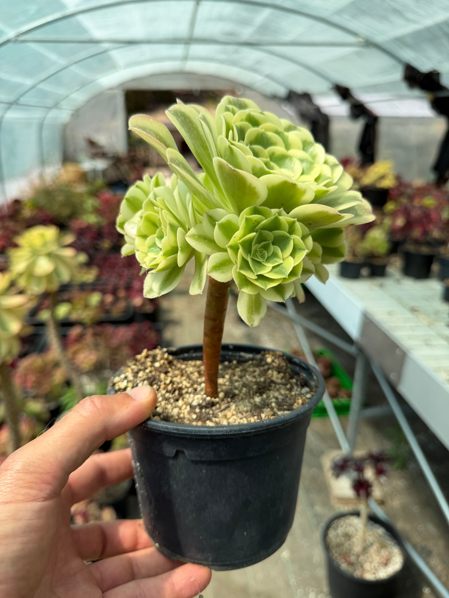 Aeonium Green Médusa