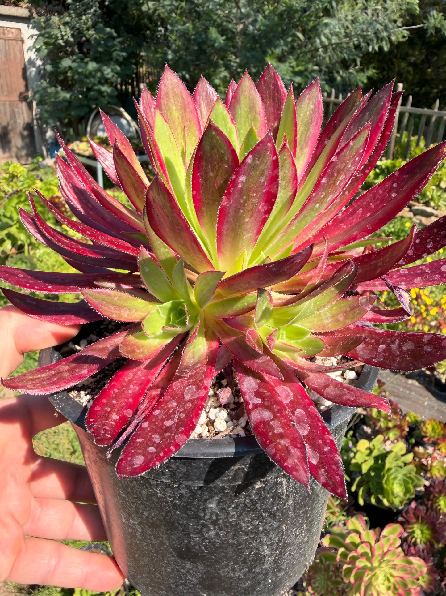 Aeonium Peacock