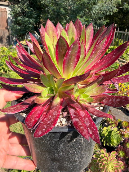 Aeonium Peacock