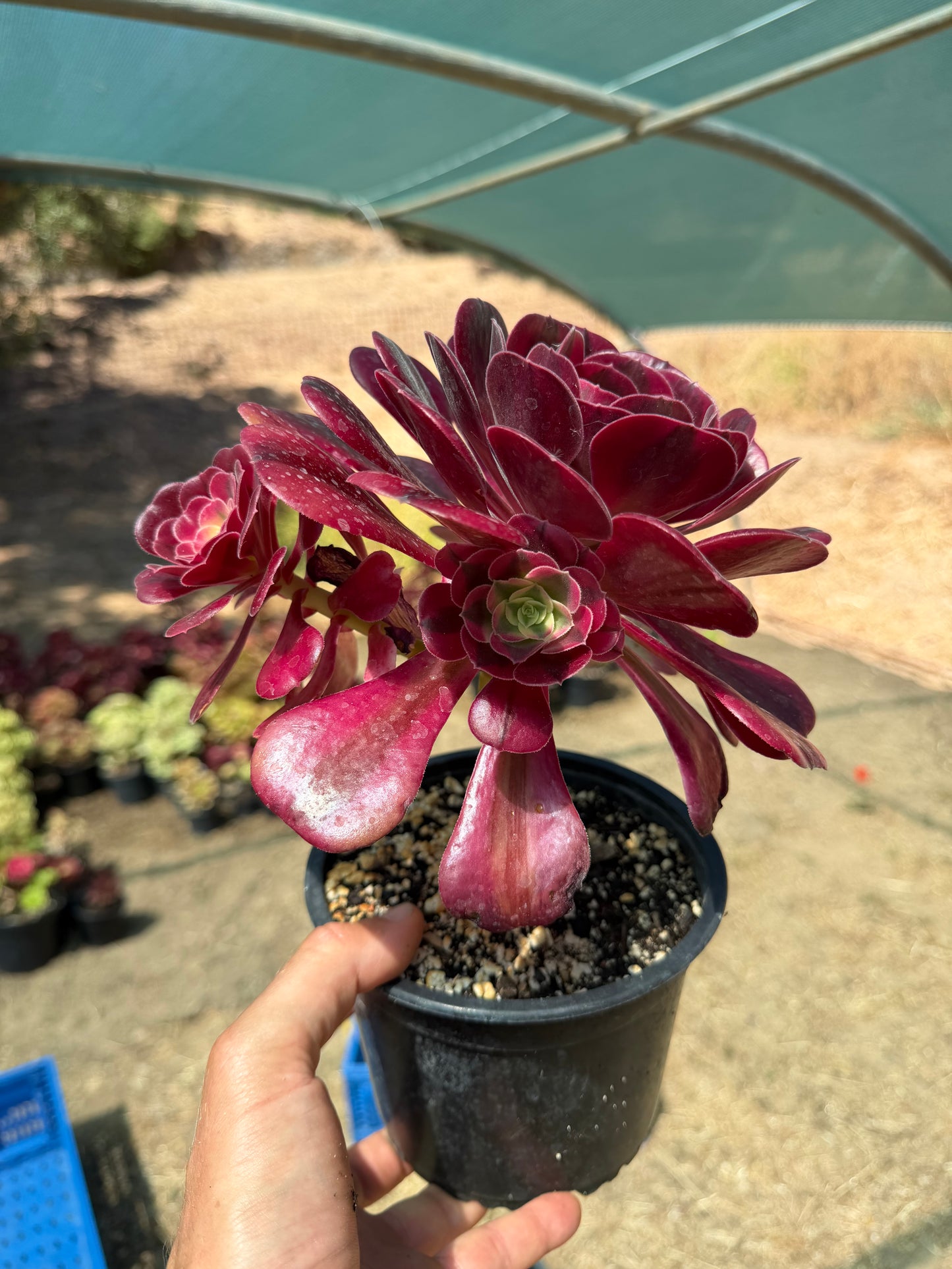 Aeonium Médusa 01