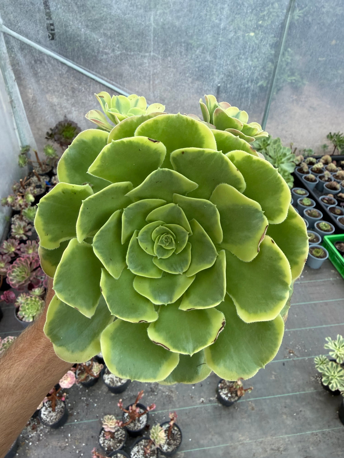 Aeonium Tesla