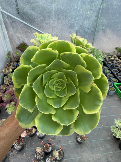 Aeonium Tesla