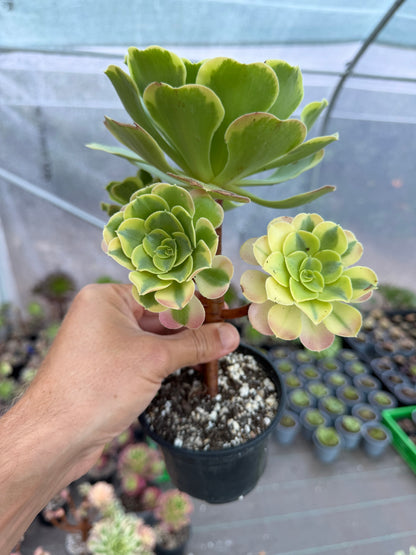 Aeonium Tesla