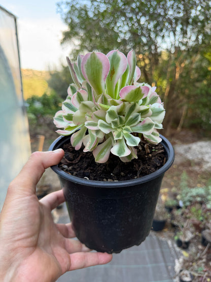 Aeonium Pink Witch 04