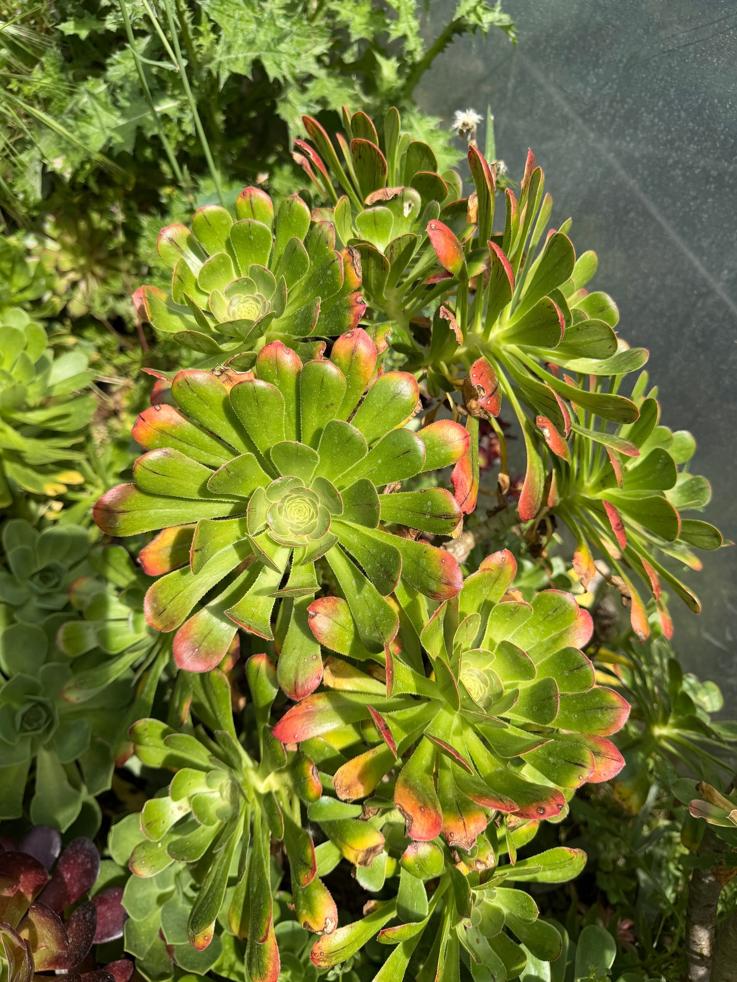 Rubrolineatum