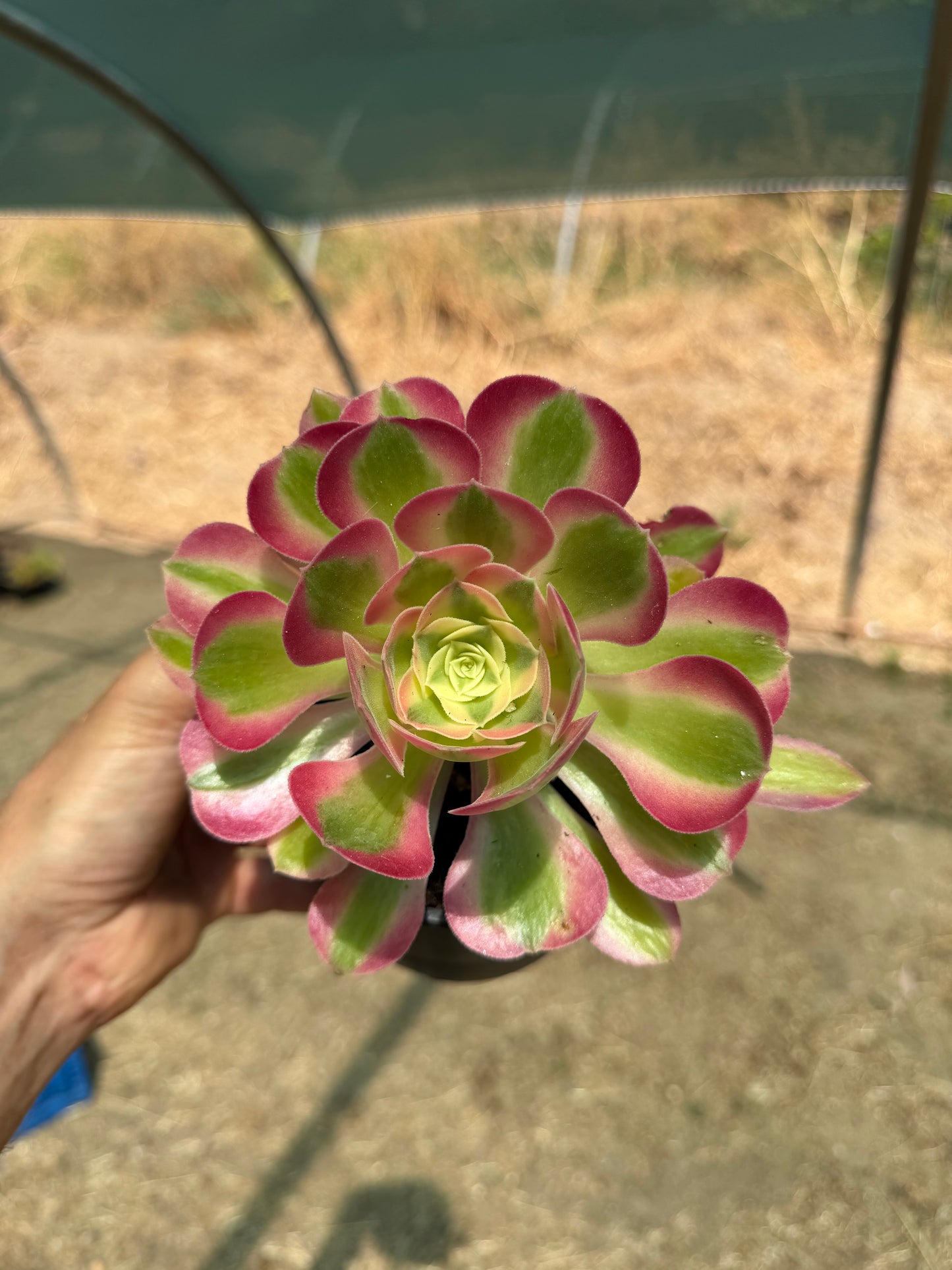 Aeonium Pink Witch 01