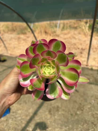 Aeonium Pink Witch 01
