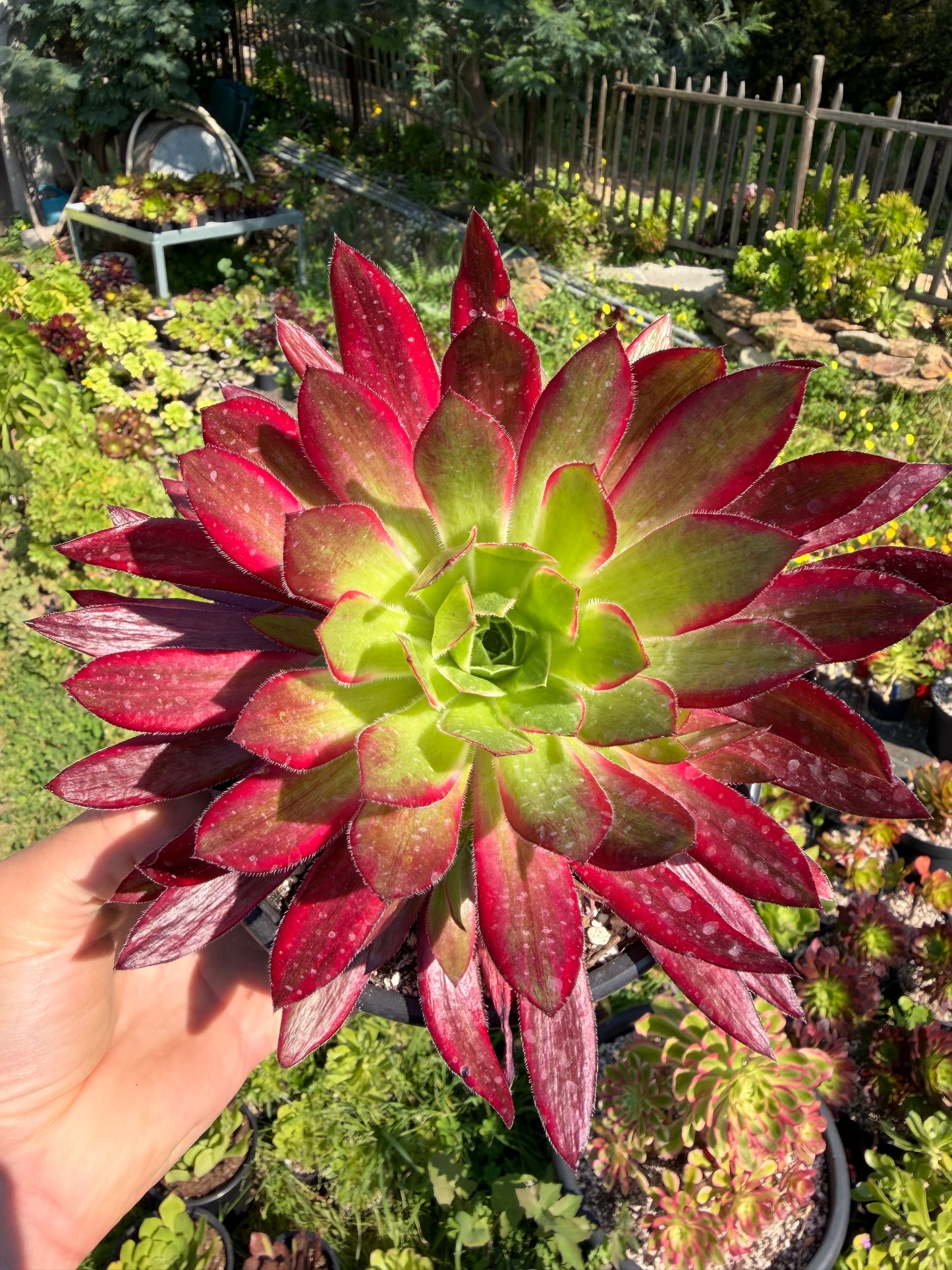 Aeonium Peacock