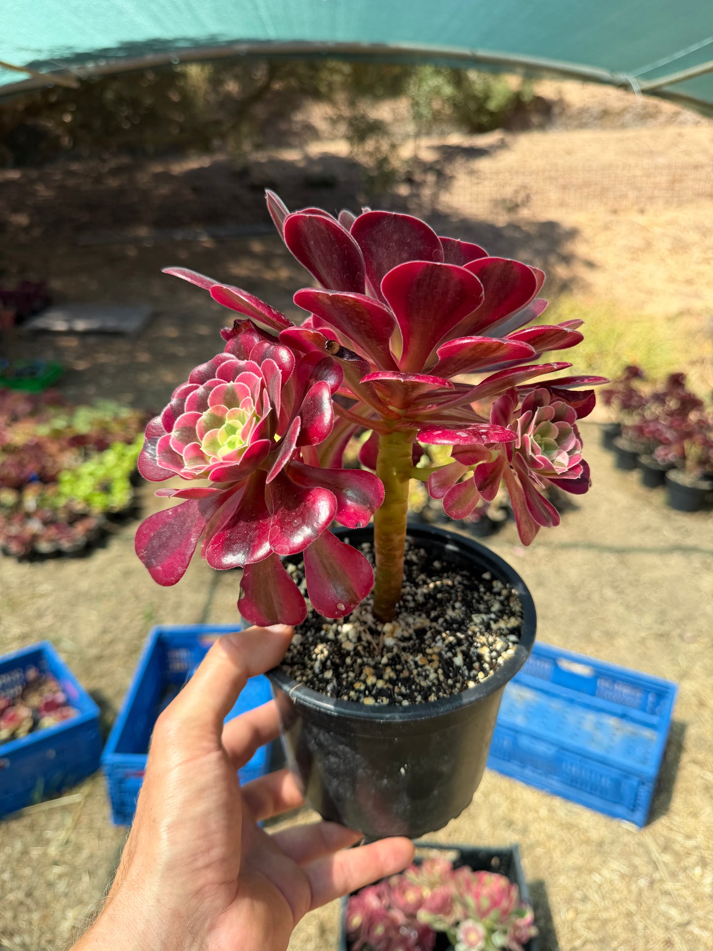 Aeonium Médusa 03