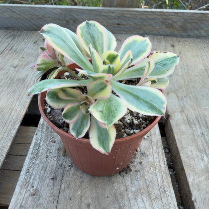 Marnier Lapostolle variegata