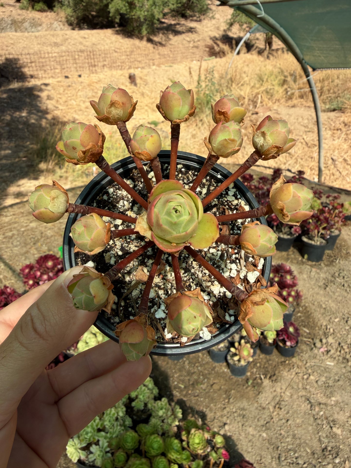 Aeonium x voggenreiteri