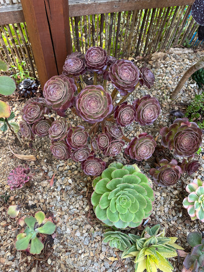 Blushing Beauty