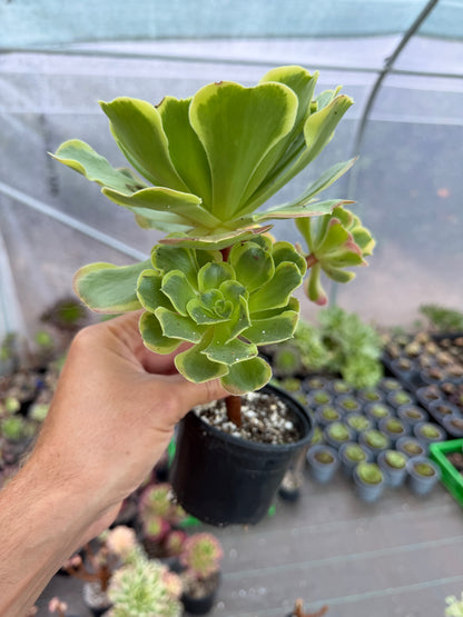 Aeonium Tesla