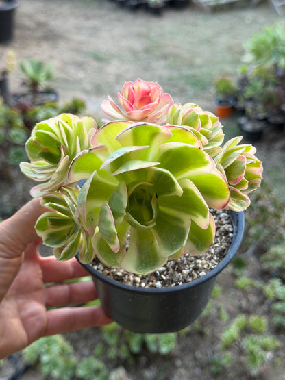 Aeonium Pink Witch 02