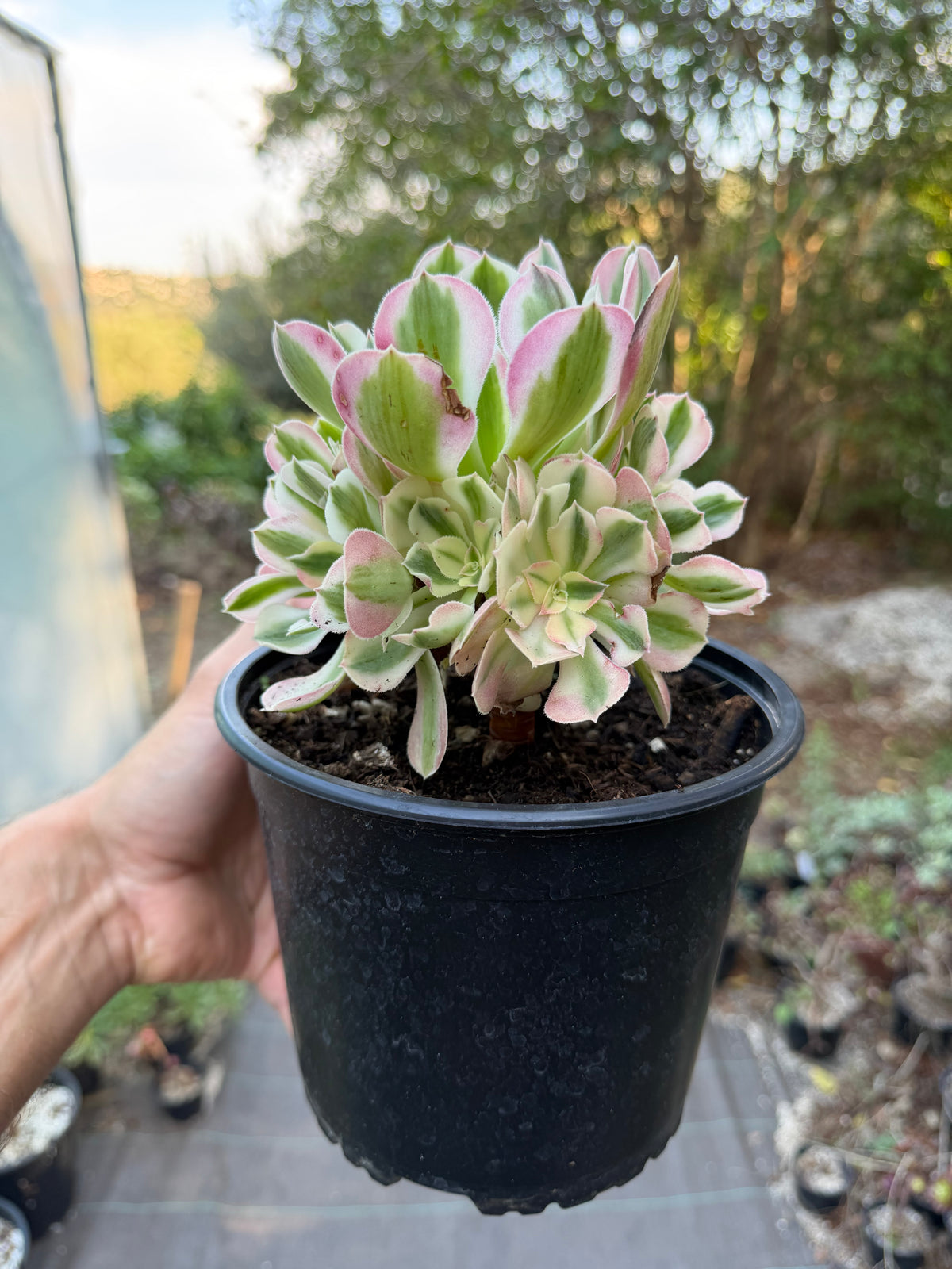 Aeonium Pink Witch 04
