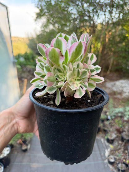 Aeonium Pink Witch 04