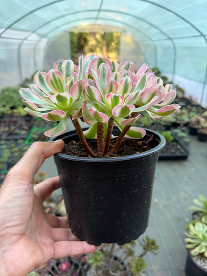 Aeonium Pink Witch 01