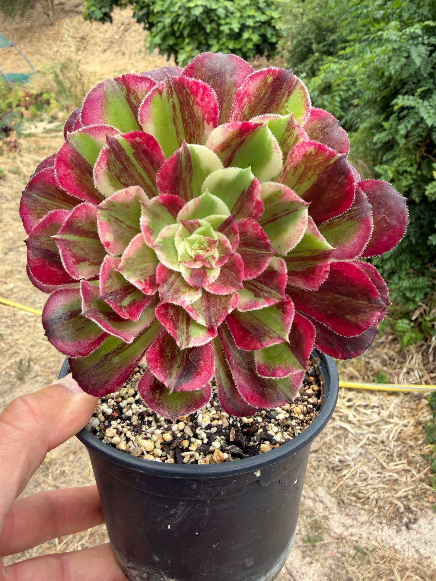Aeonium Straight Flush