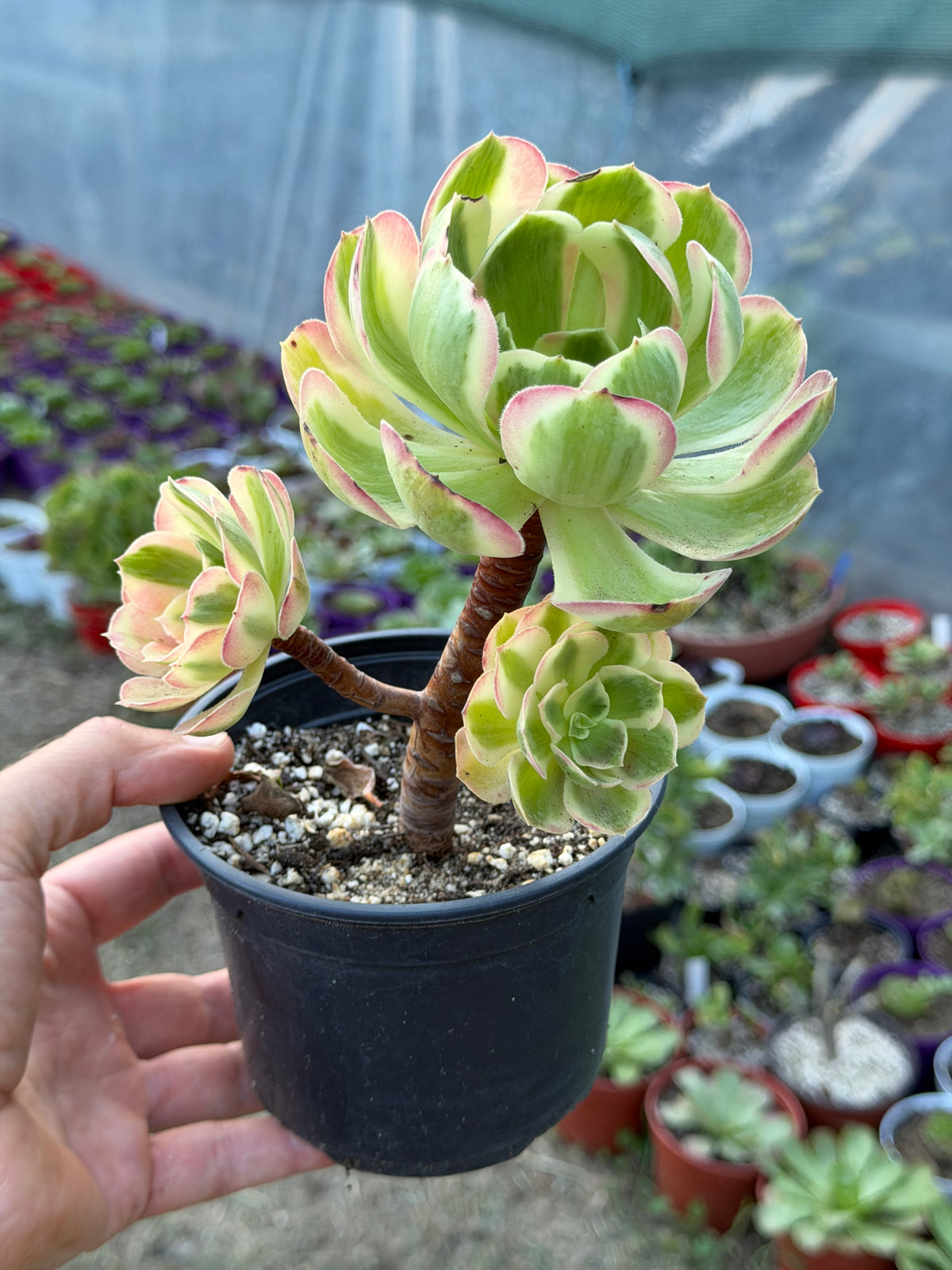 Aeonium Pink Girl
