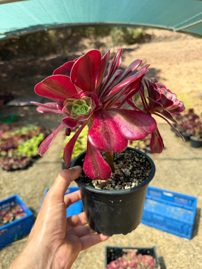 Aeonium Médusa 03