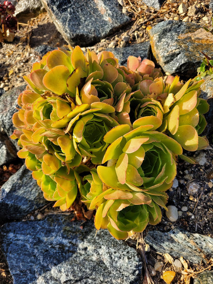 Blushing Beauty