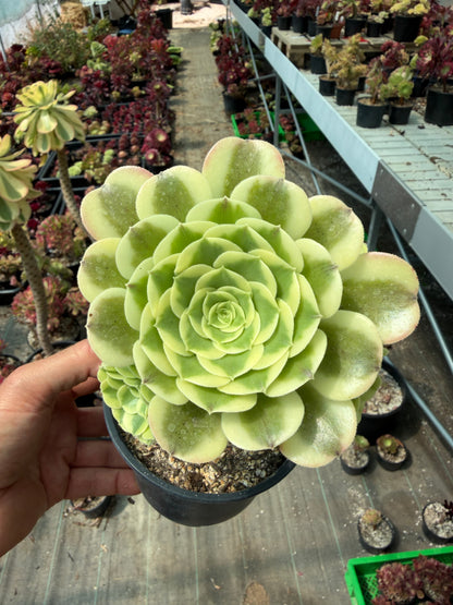 Aeonium Green Médusa