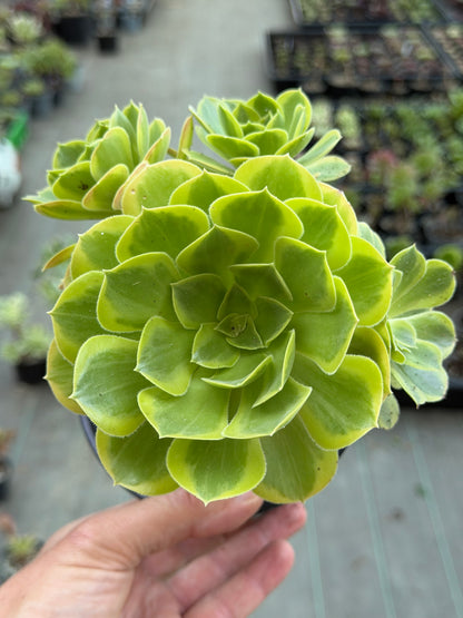 Aeonium Green Lemon
